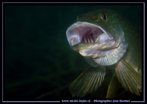 King Pike Fish digesting time... Que du bonheur... :O)... by Michel Lonfat 